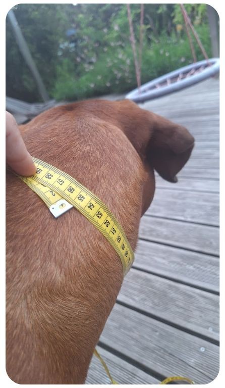 Jak změřit obojek pro psa